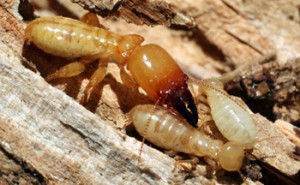 genoma termitas tratamientos