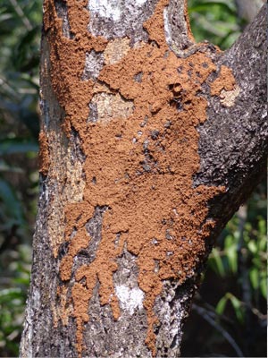 madera muerta termita