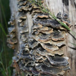 ¿Cómo detectar los hongos de la madera?