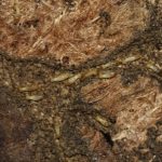 Termitas de la madera vs Termitas subterráneas