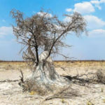 Incremento de la plaga de termitas por el cambio climático