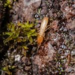 Nematodos en la eliminación termitas